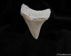 Spectacular Carcharocles chubutensis Tooth #122-1